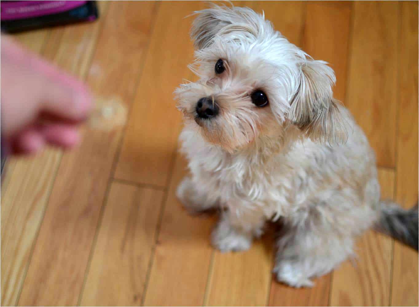 A morkie sitting on the ground waiting for a treat.
