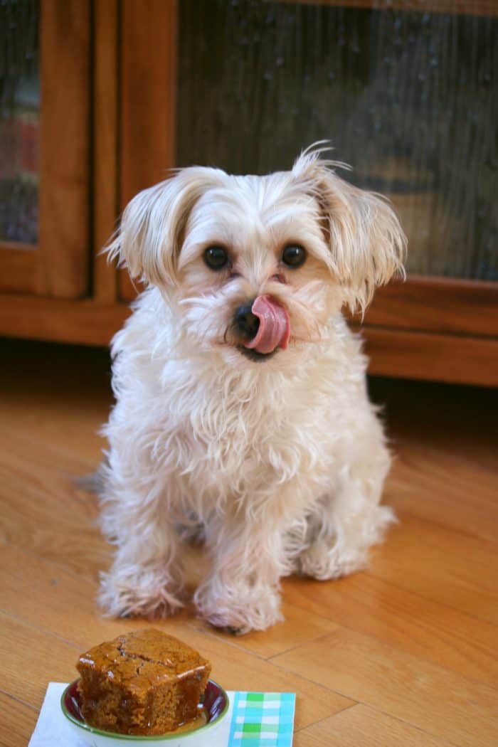 Homemade Dog Cake by The Cozy Cook