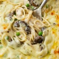 A close up view of Chicken Tetrazzini with spaghetti noodles in a creamy sauce with mushrooms, peas, and chicken topped with melted cheese.