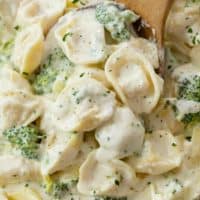A close up view of cheesy Tortellini with Broccoli in Alfredo sauce.